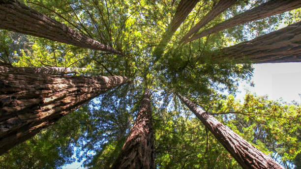 How Our Tree Care Process Works  in  Hawthorne, CA